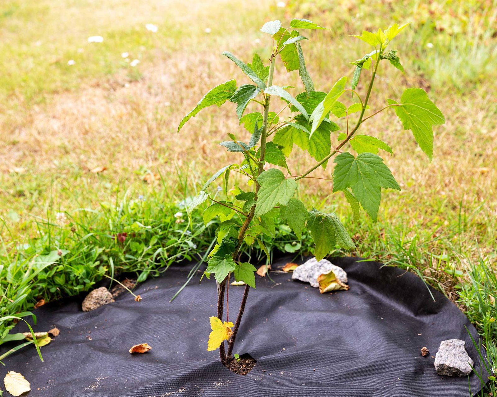 Mulching a guide on when and how to mulch your garden Gardeningetc