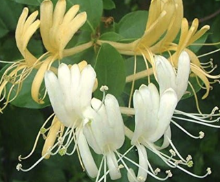 honeysuckle flowers in bloom