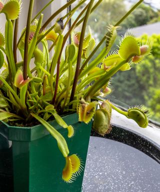 Venus fly trap on windowsill in an emerald green square plant pot