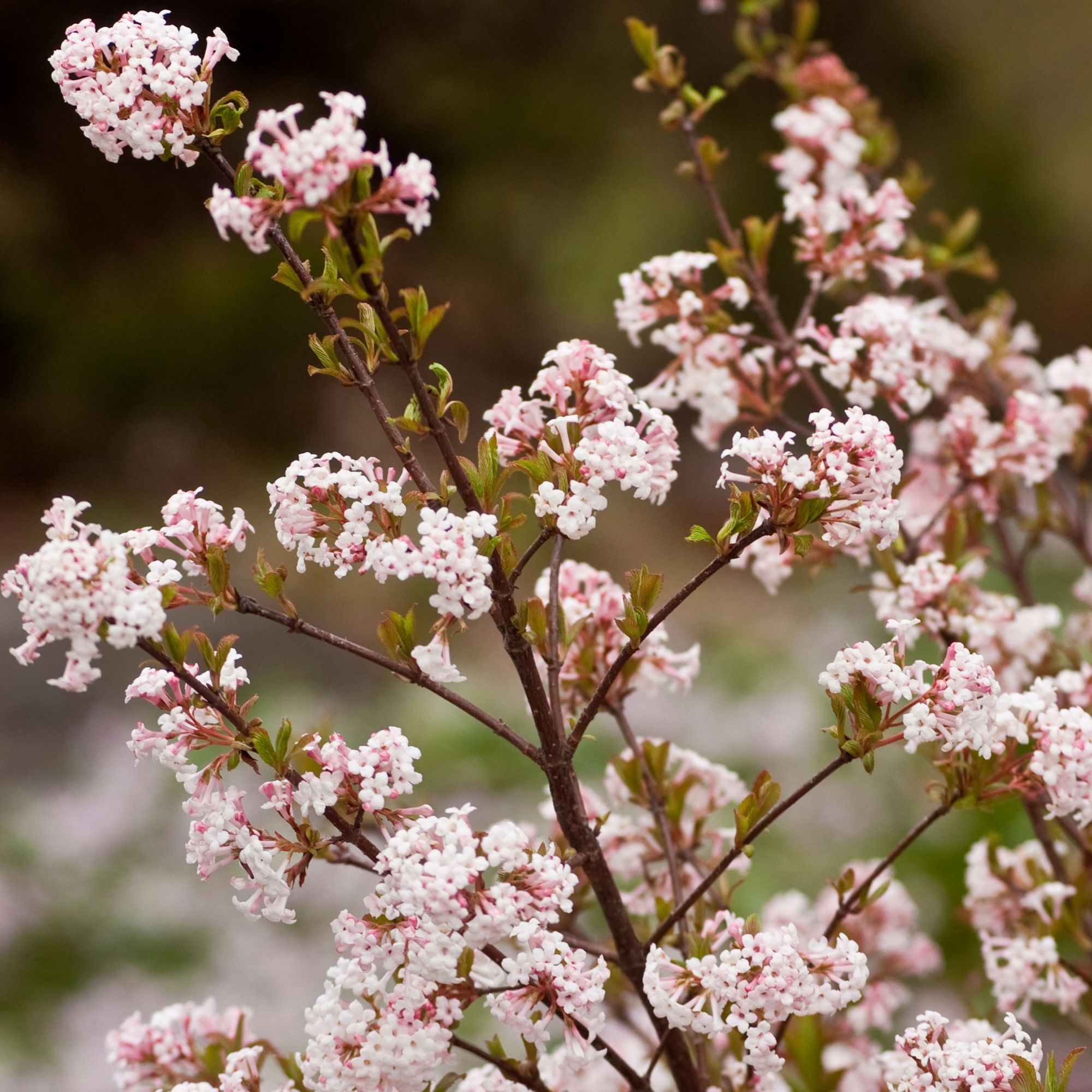 pink viburnum plant