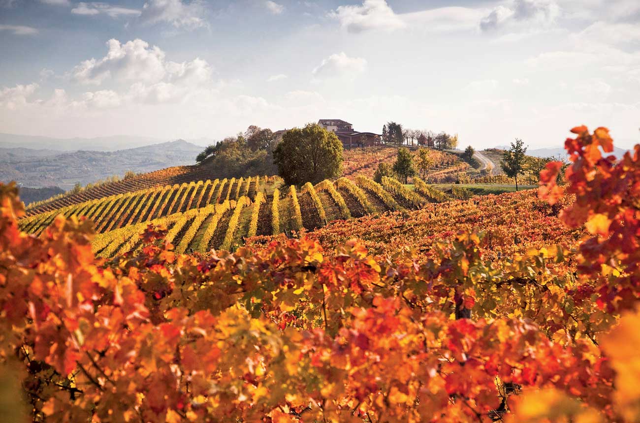 Tenuta Il Cascinone vineyards in Alta Langa