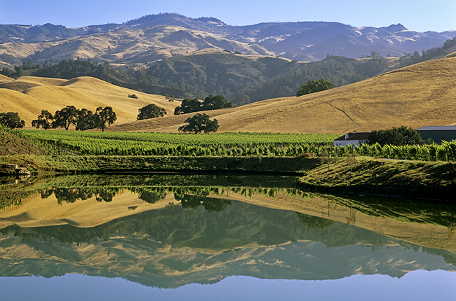 California, Santa Barbara County Star Lane Vineyard