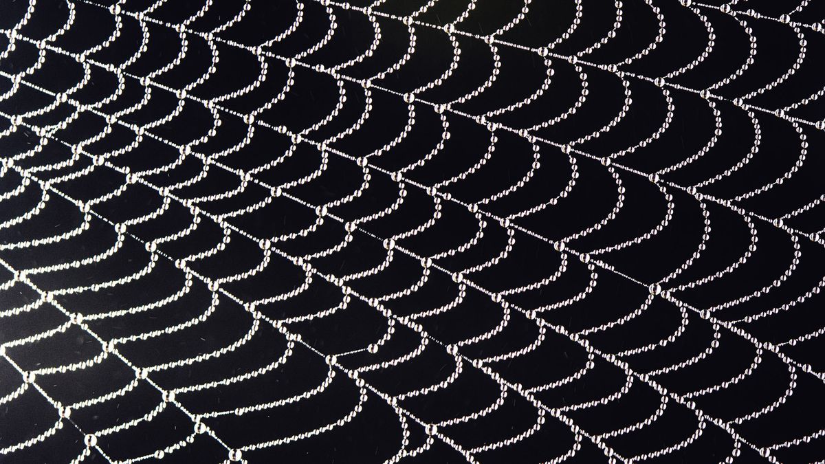 A close-up of a dew-covered spider web