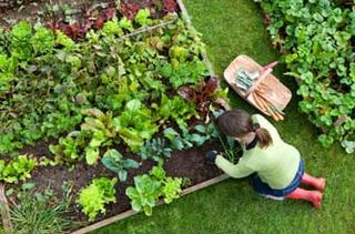 Woman gardening