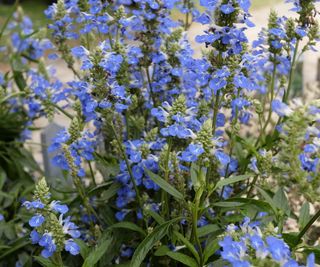 Salvia uliginosa with blue flowers