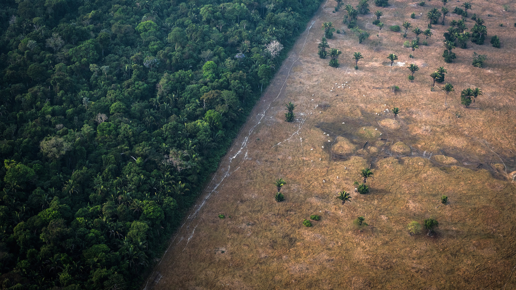 An aerial view of the Amazon rainforest showing a stark line between where there's barren land due to wildfire and lush rainforest