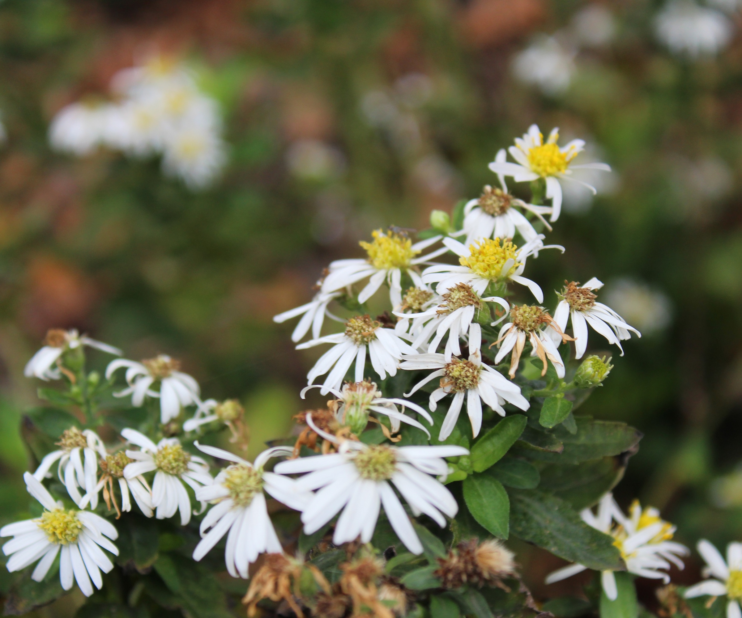 Daisy flowers of the white wood aster, or Eurybia divaricata, in a woodland bed