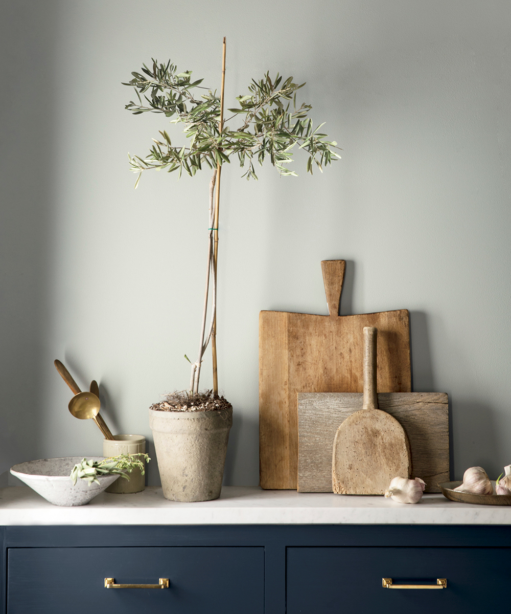 A pale grey-green wall with black kitchen cabinetry; chopping boards and an olive tree on the counter