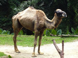 Camelus dromedarius at the Singapore Zoo