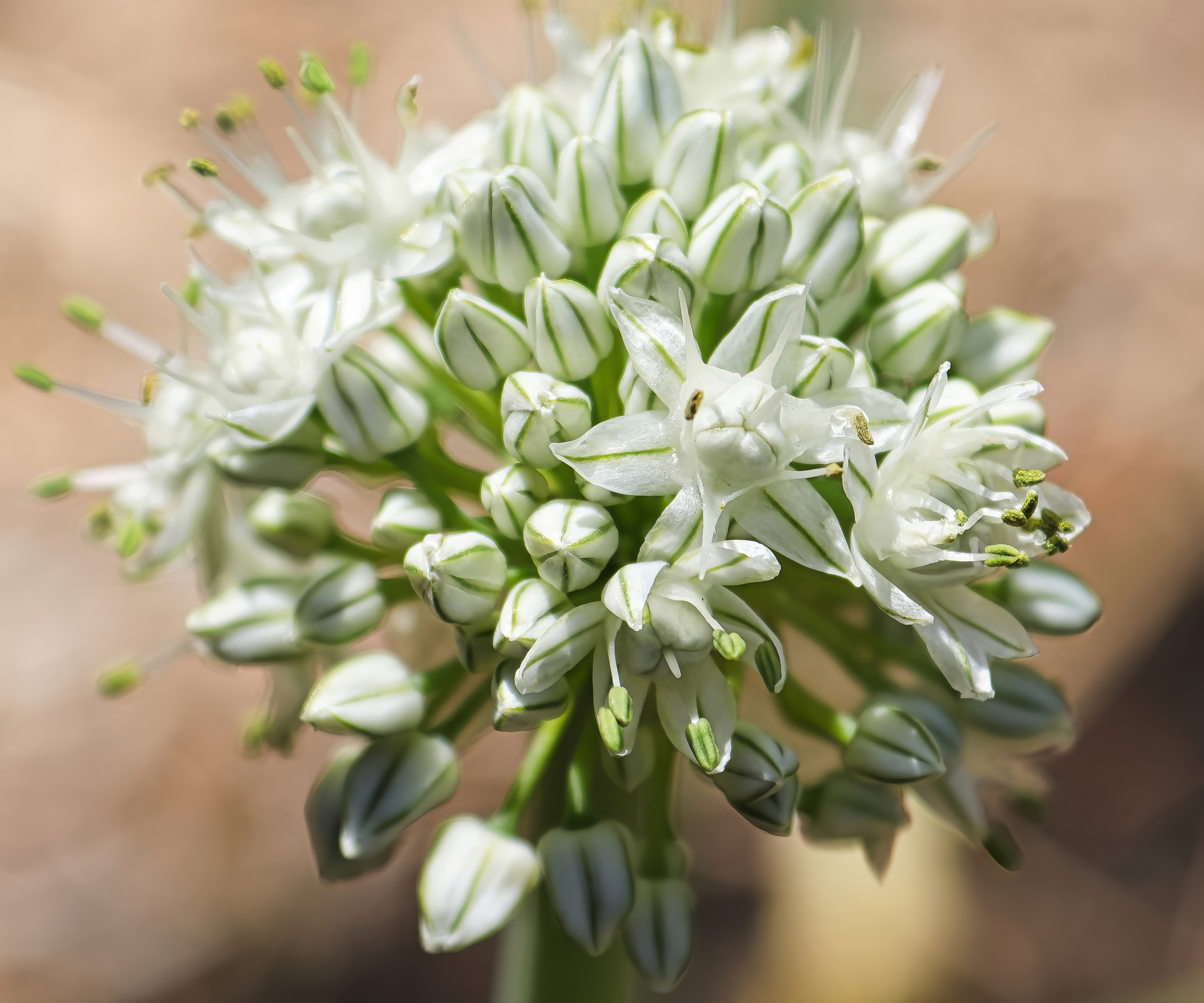 The white flower of a bolting onion up close