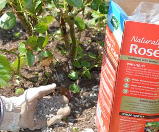 Fertilizing a rose bush to keep it healthy