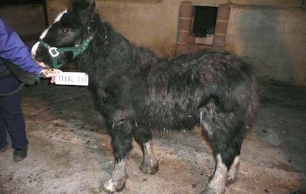 World Horse Welfare Spike