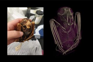 On the left, a scientist holds a black-bellied fruit bat (Melonycteris melanops) on the right the CT scan shows its skeletal structure.