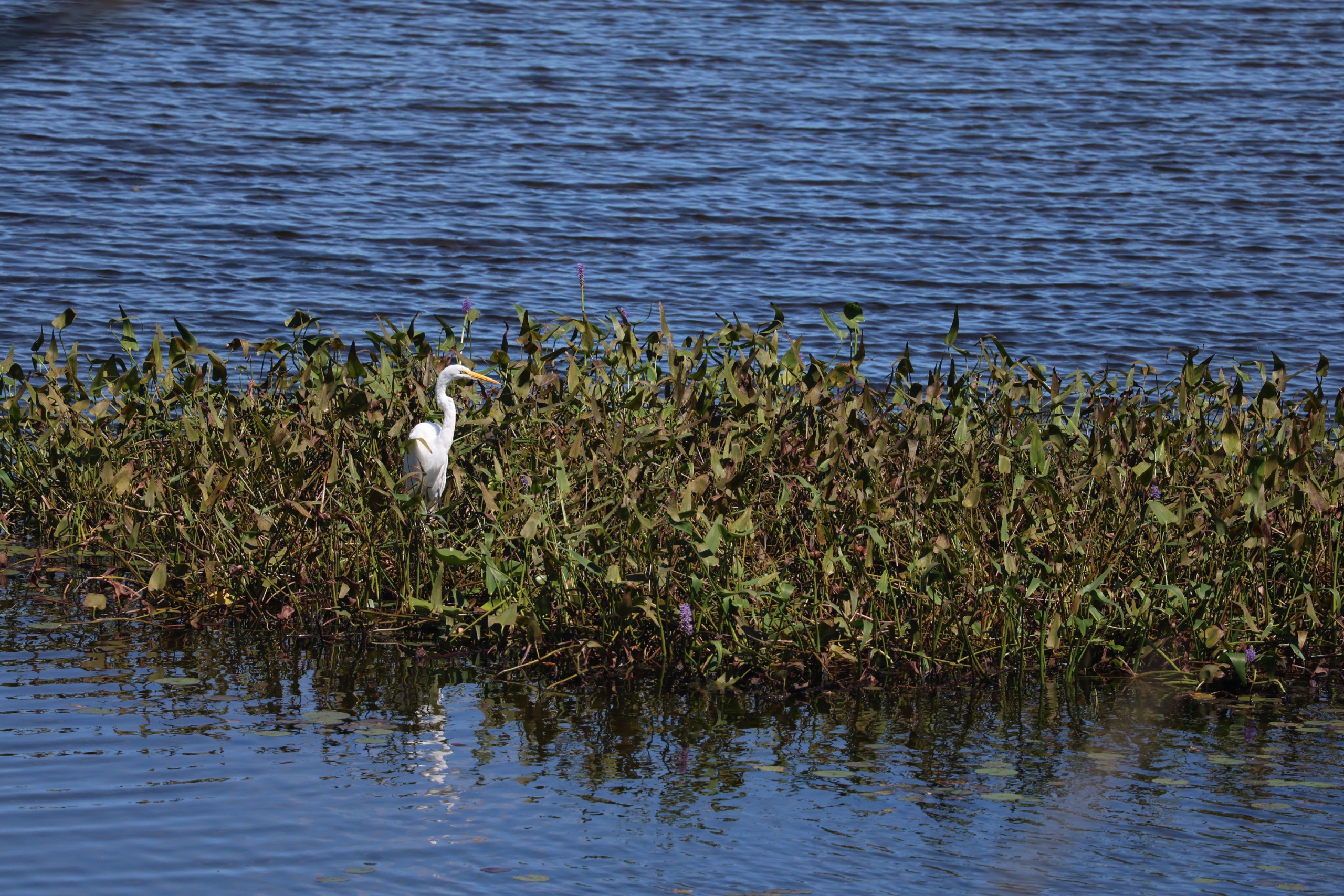 A sample image taken with the Canon EOS R8 Mark II and the RF 100-400mm f/5.6-8 IS USM