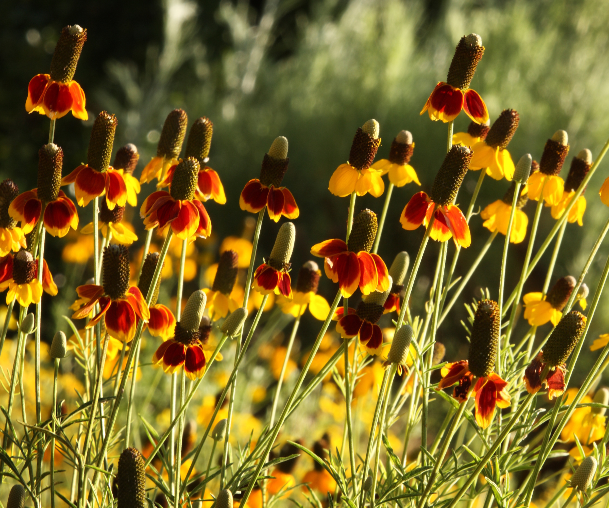 Mexican Hat Coneflowers blooming in a field