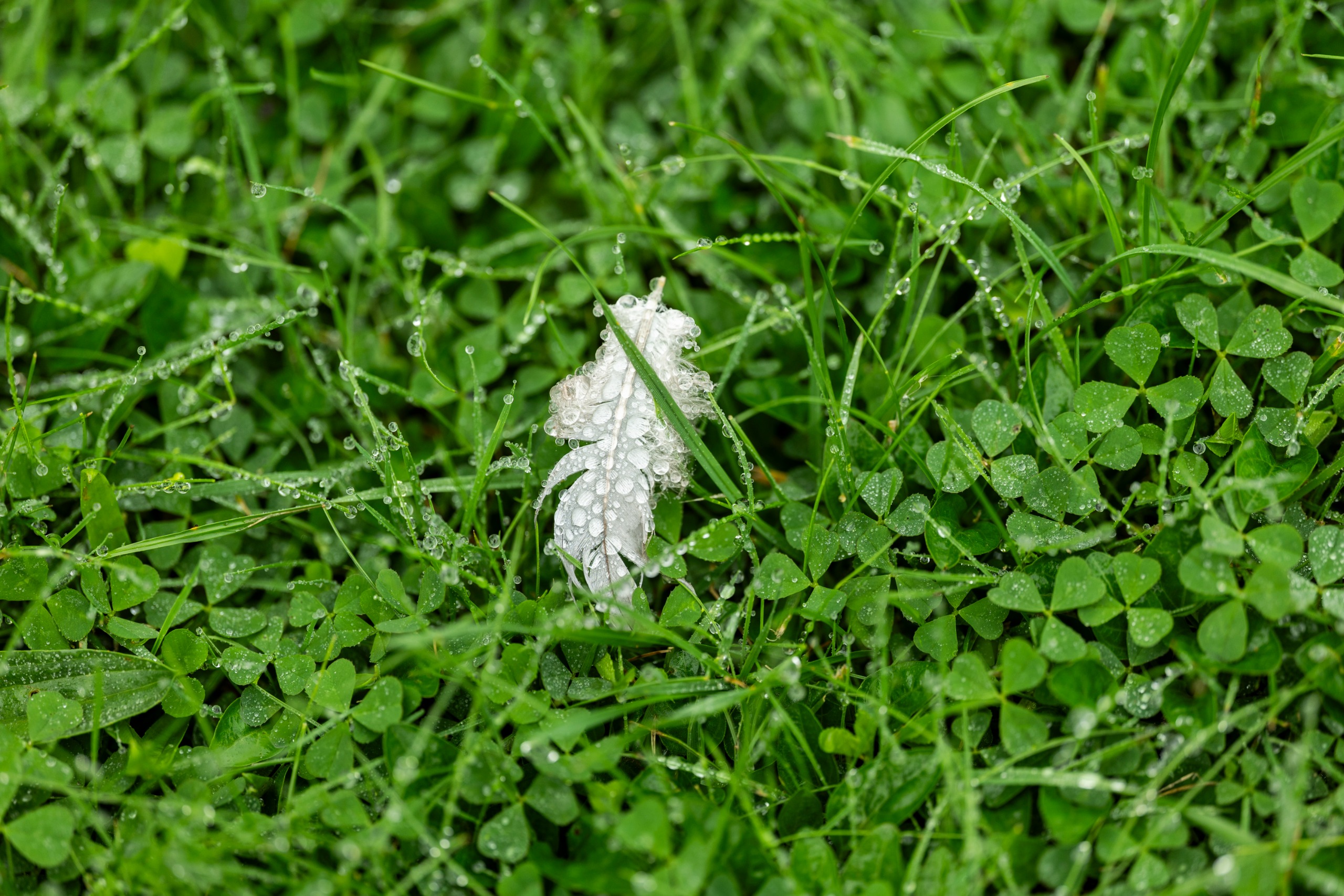 Leica APO-Macro-Elmarit-SL 100 f/2.8 Sample images
