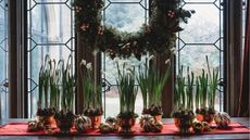 Paperwhites forced for Christmas