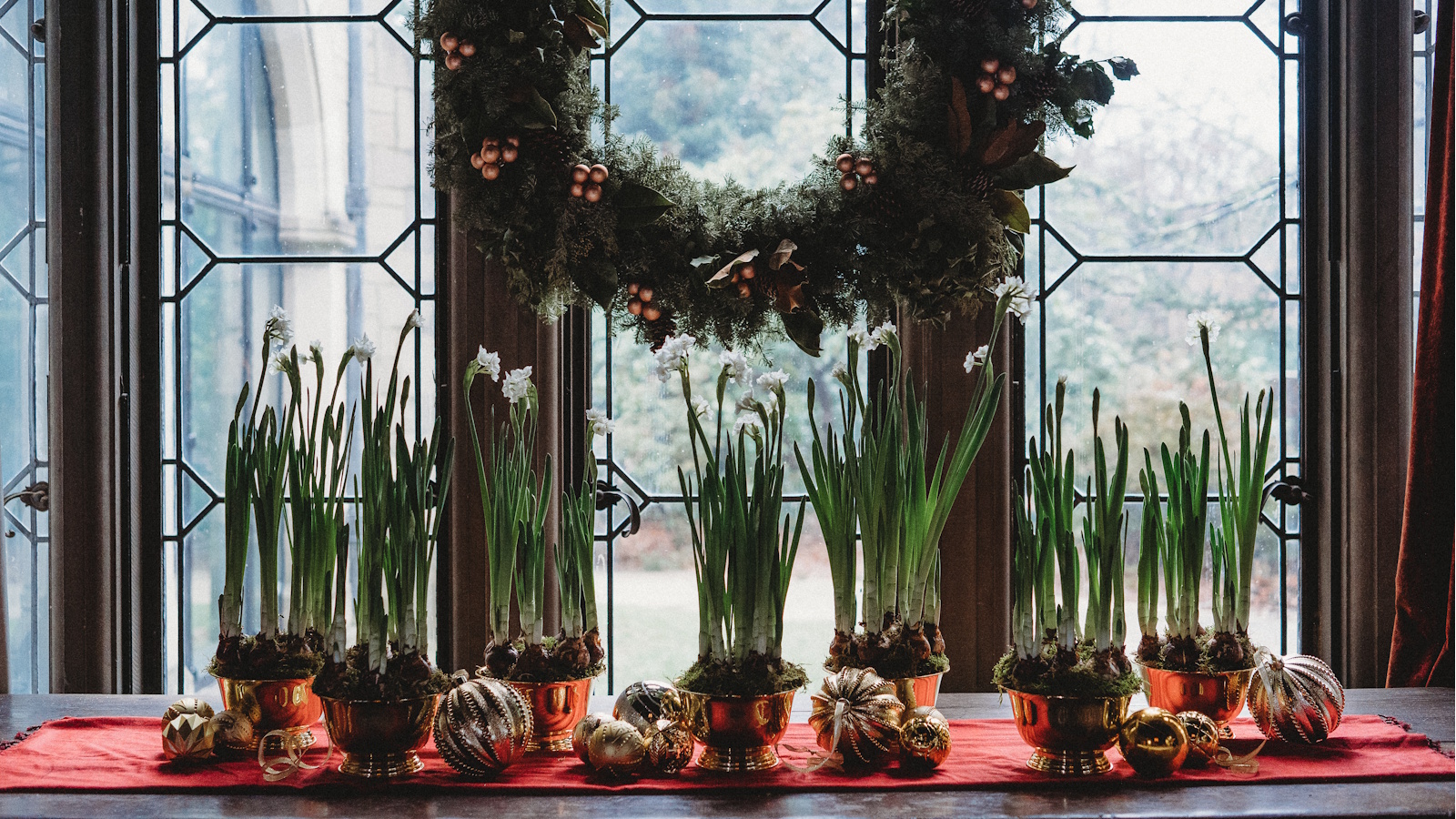 Paperwhites forced for Christmas