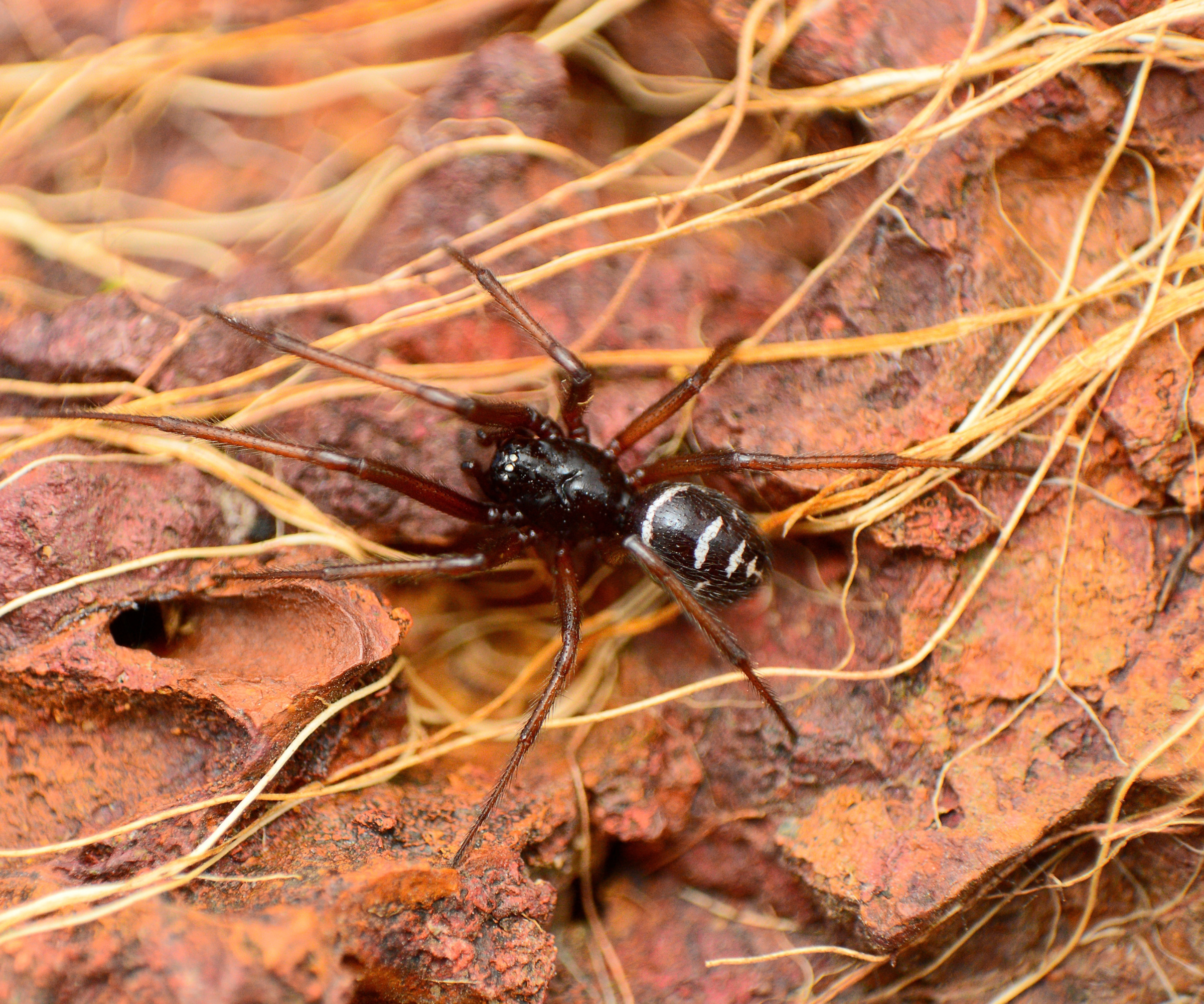Birth month spiders
