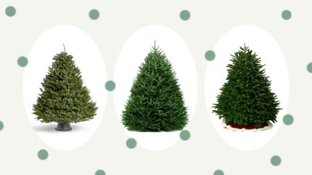 a collage image of some of the best real Christmas trees in our guide