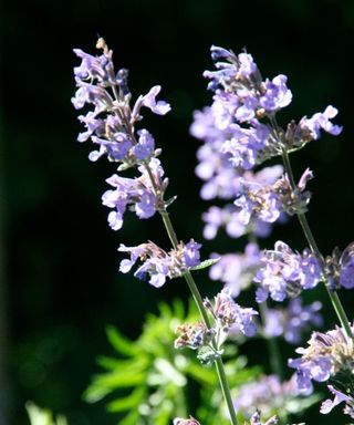 Close-up of lilac catnip flowers on black background