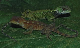 A male (top) and female of the newfound woodlizard species Enyalioides azulae.