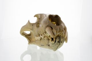 The skull of one of the Tsavo man-eaters shows evidence of dental disease.