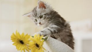 kitten pushes flowers