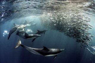 dolphins fishing, Sony World Photography Awards