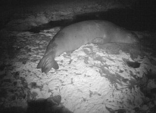 A monk seal resting at one of the monitored caves.