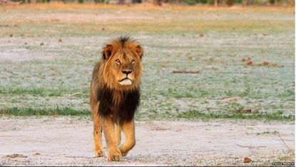 Cecil the lion. 