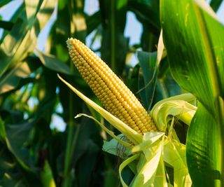 A yellow cob of corn growing on a plant