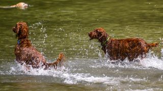 Two irish setters in the water