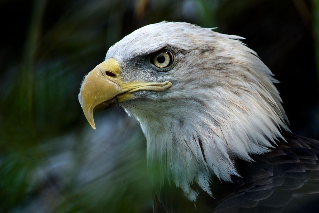 A bald eagle.