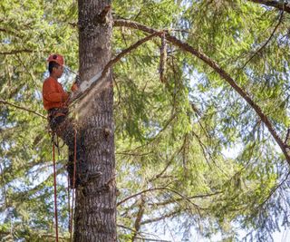 An arborist cutting tree branches high in the air