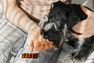 Dog looking at medication in owner's hand