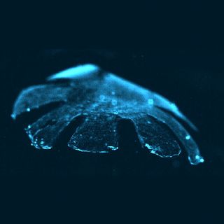 Jellyfish mimic in water
