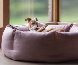 A small whippet in a large cushioned pink dog bed