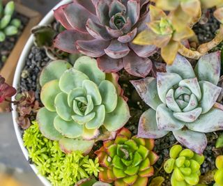 A variety of potted succulents