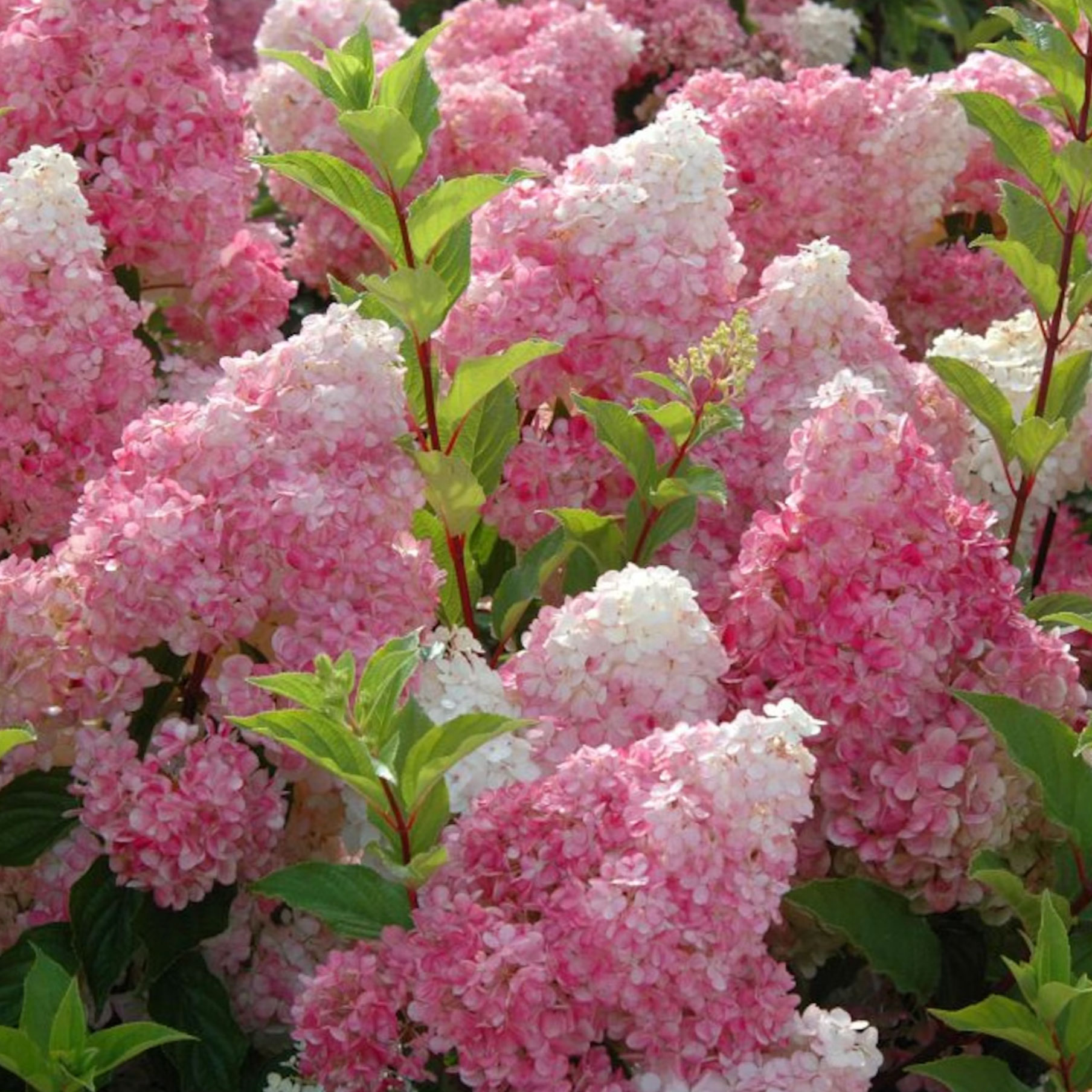 Vanilla Strawberry hydrangea in full bloom