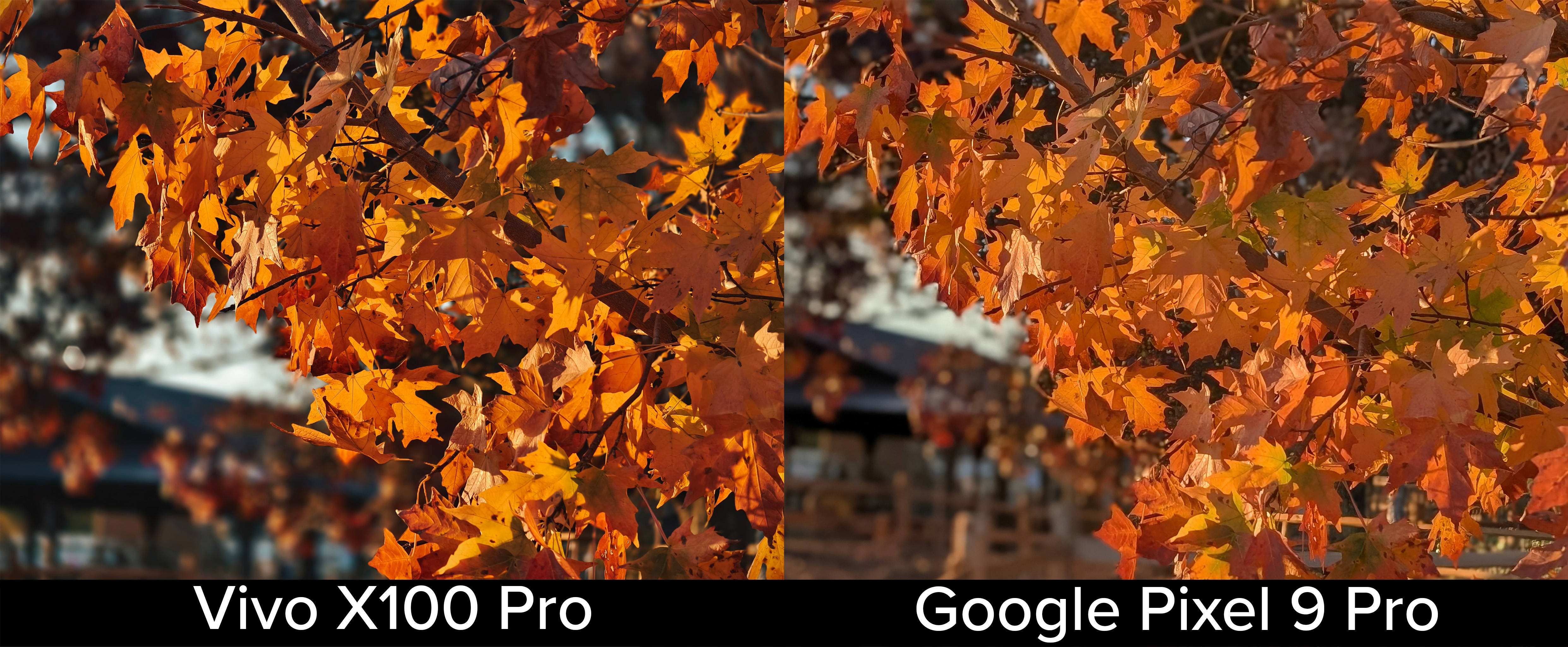 A photo comparison between the Google Pixel 9 Pro XL, and Vivo X100 Pro's portrait mode of an orange tree in the light of a sunset