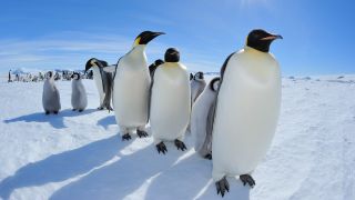 Emperor penguins marching with chicks