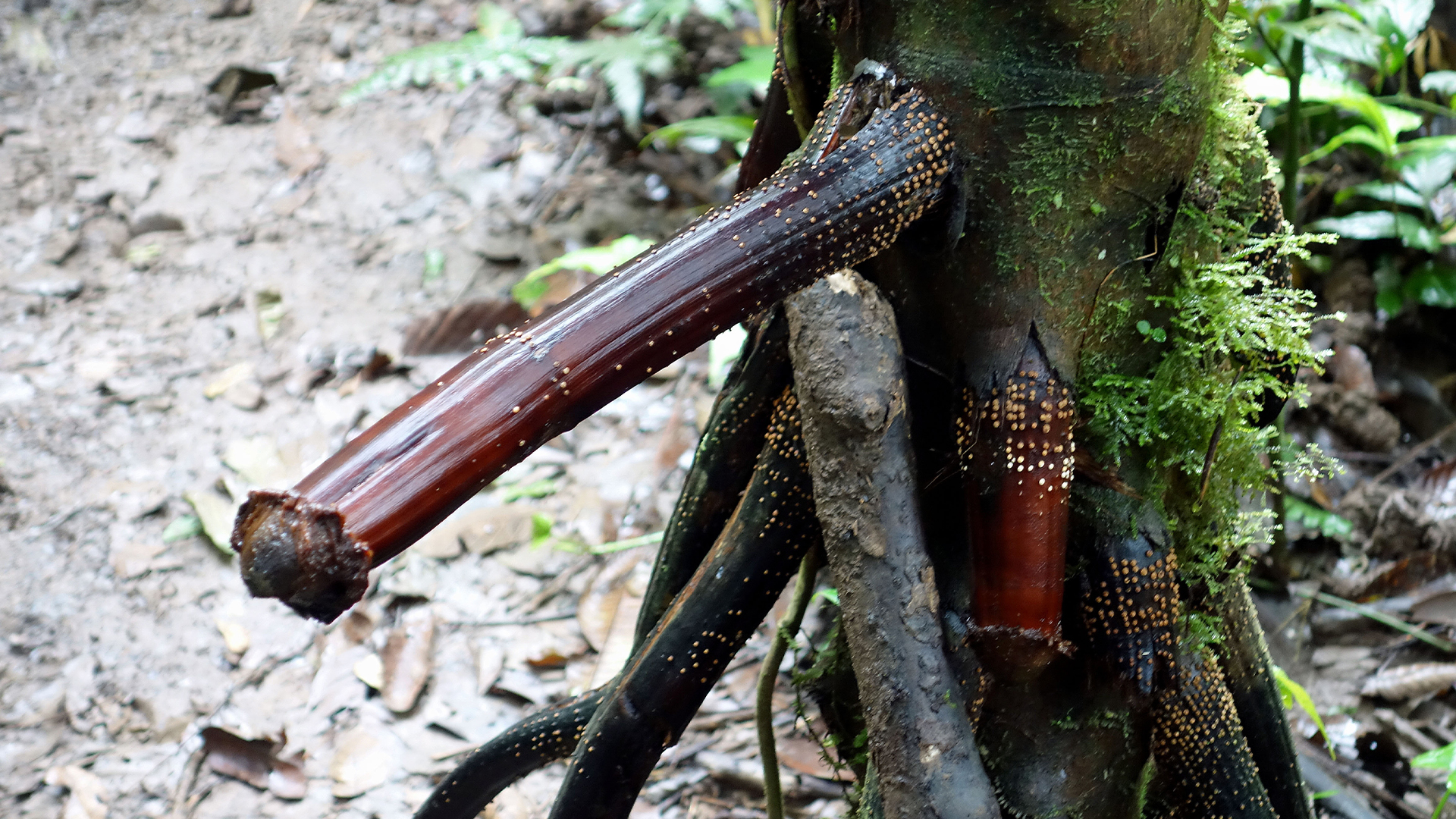 A pona palm tree roots in the Amazon river basin in Ecuador.