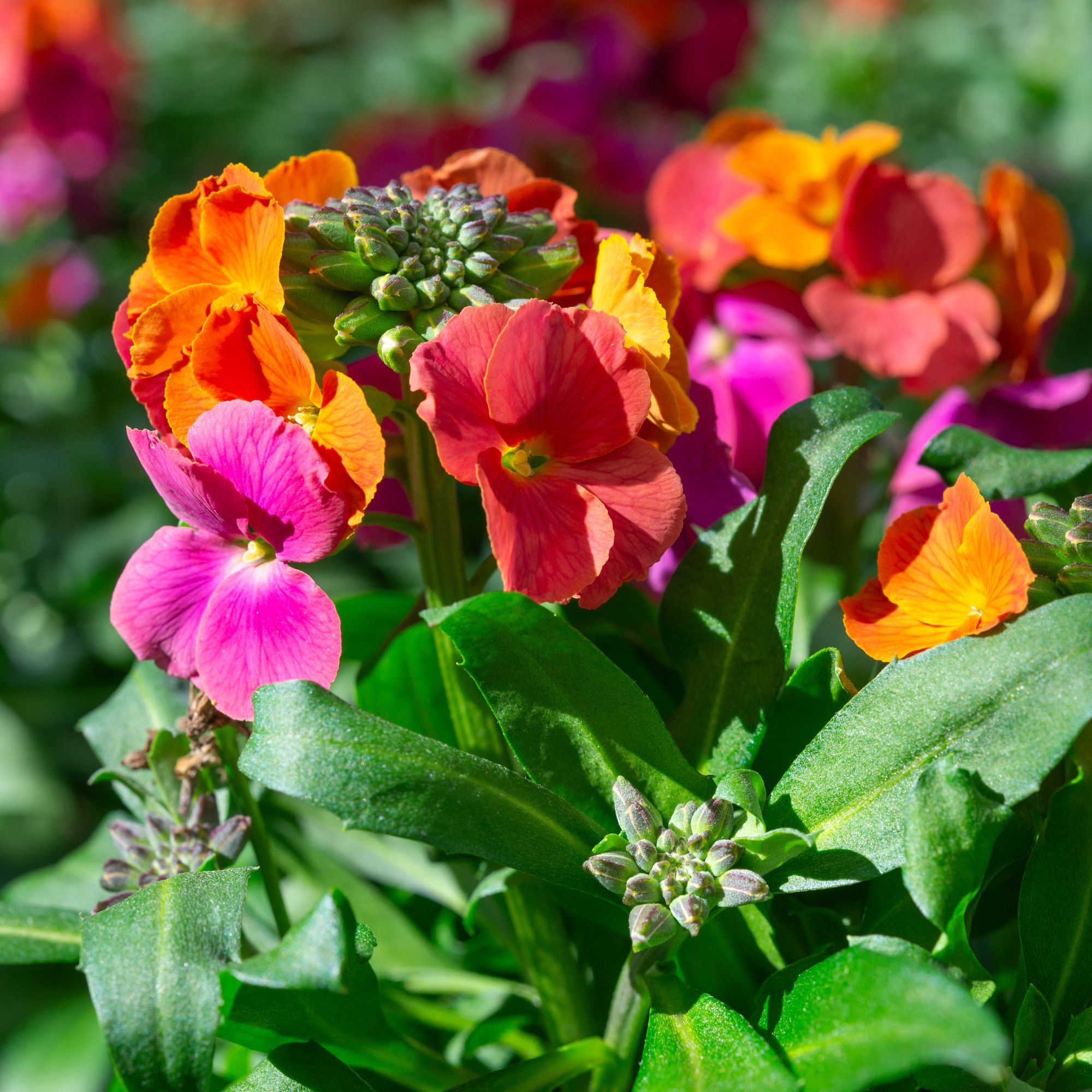 Erysimum 'Winter Orchid' wallflowers growing in garden