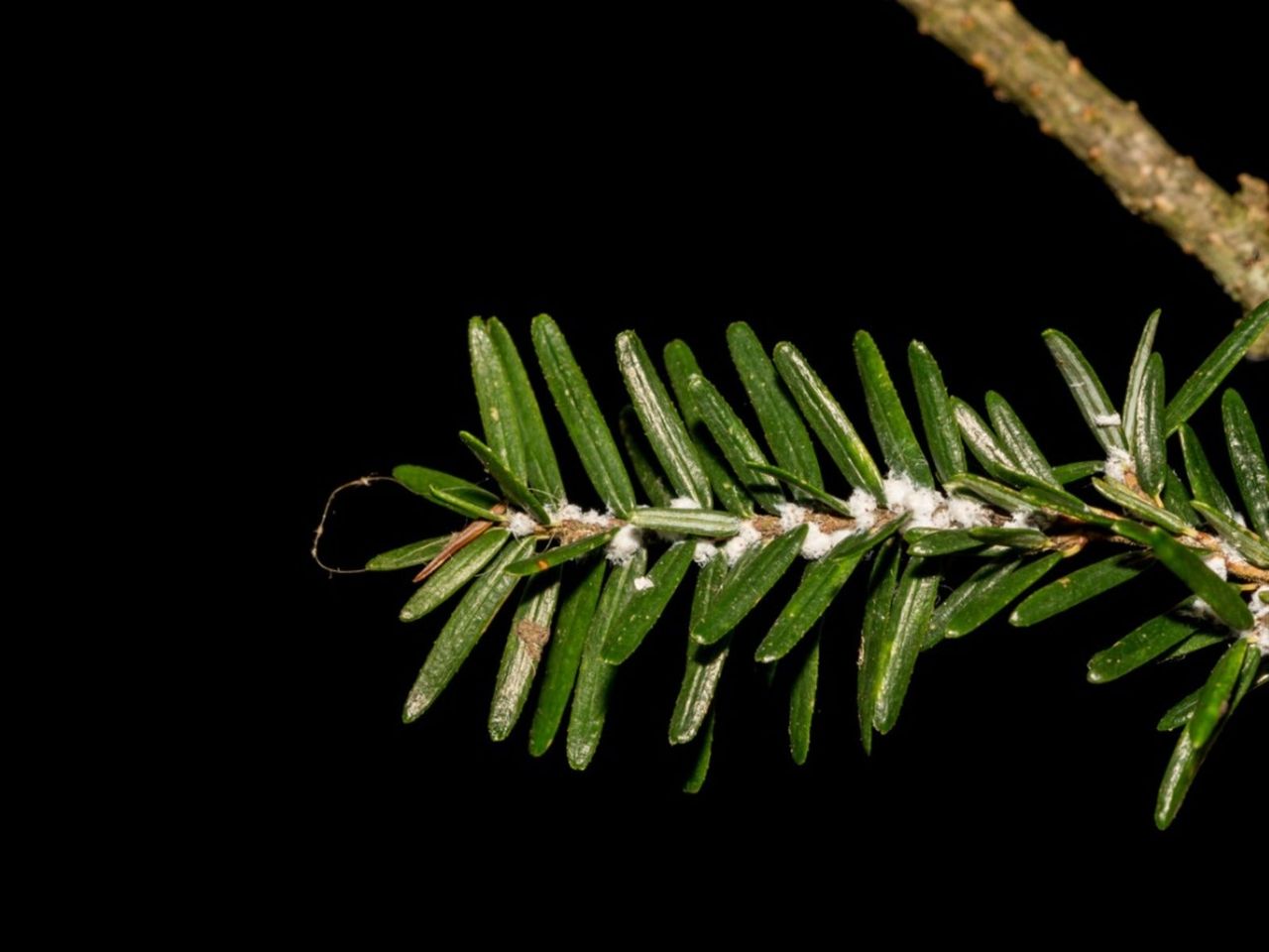 Wooly agelgids on a hemlock twig