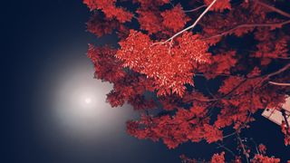 Blue Moon photo collection, stock image of moon behind trees.