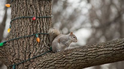 A squirrel on a branch next to Christmas lights