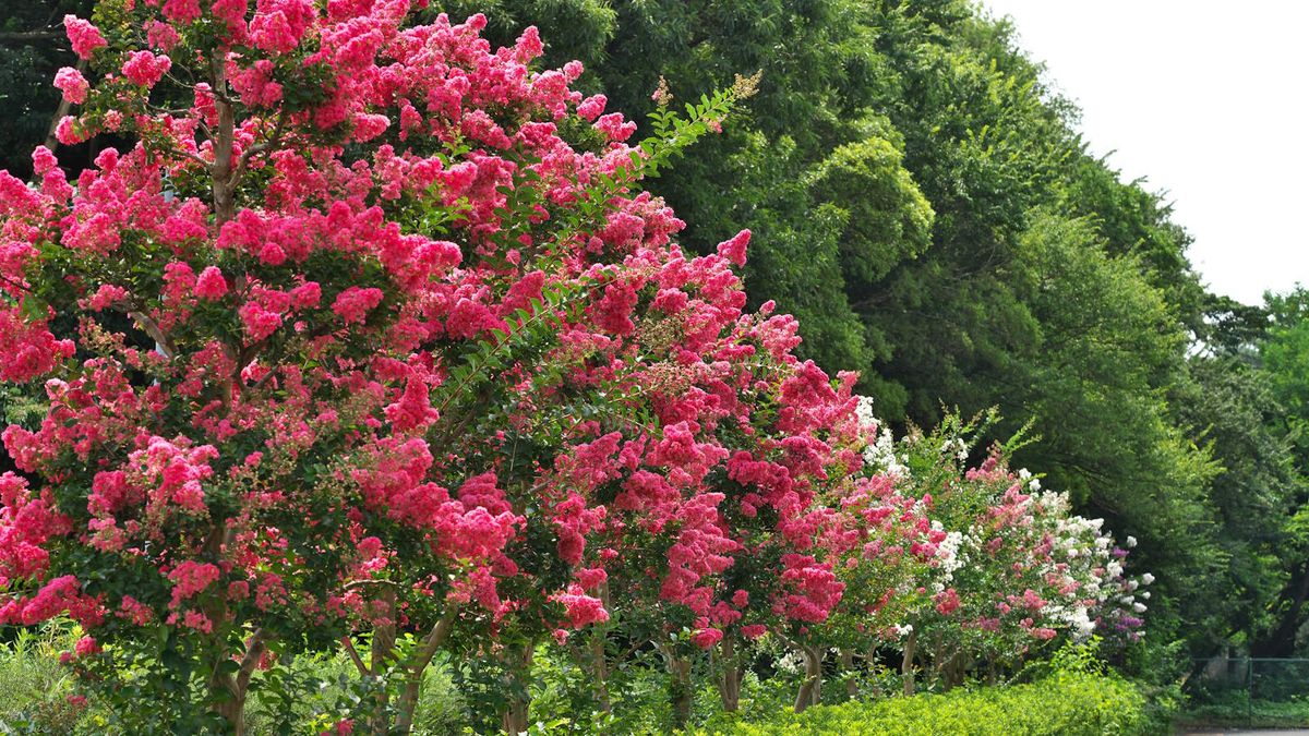 When to prune crepe myrtle – plus the times to avoid trimming