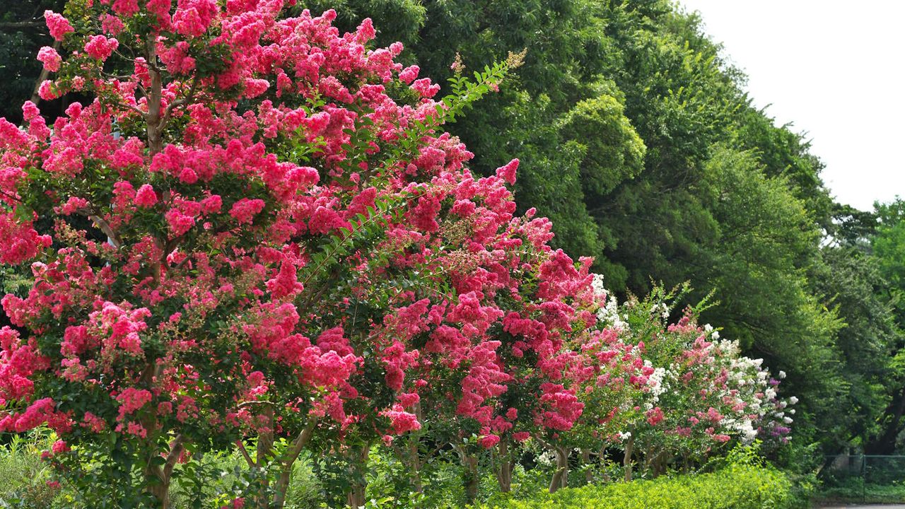 Flowers on crepe myrtles 