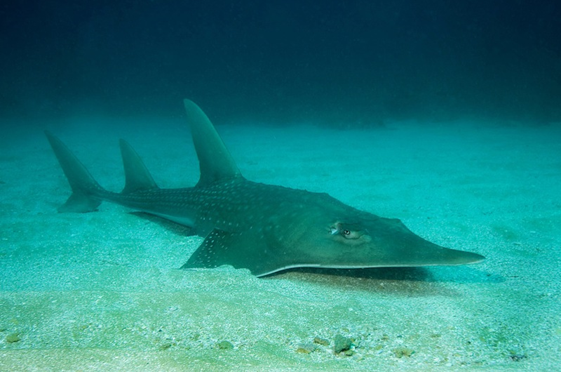 Guitarfish